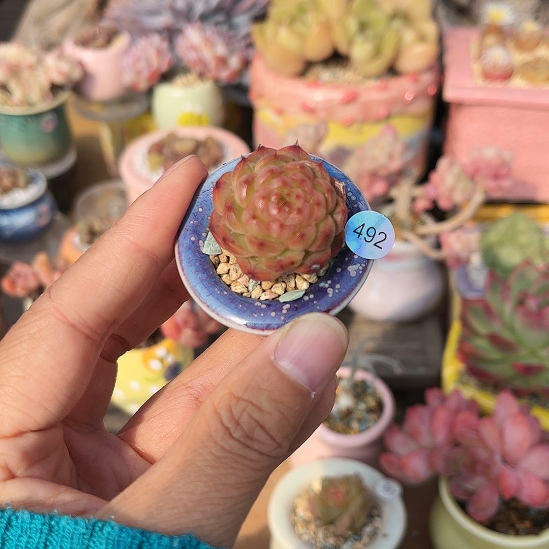 492 30包邮含盆含土发货 偏远除外