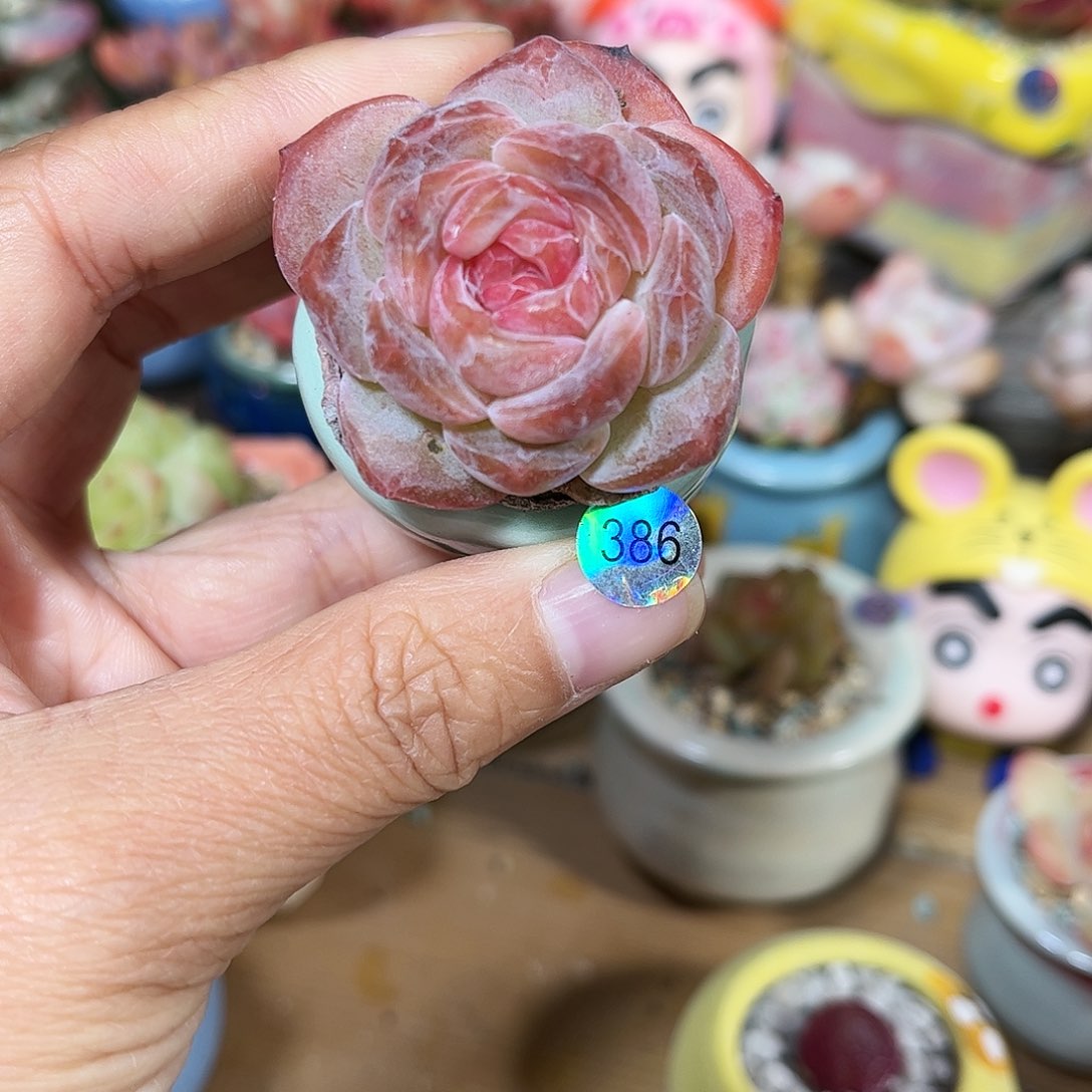 386多肉含盆含土