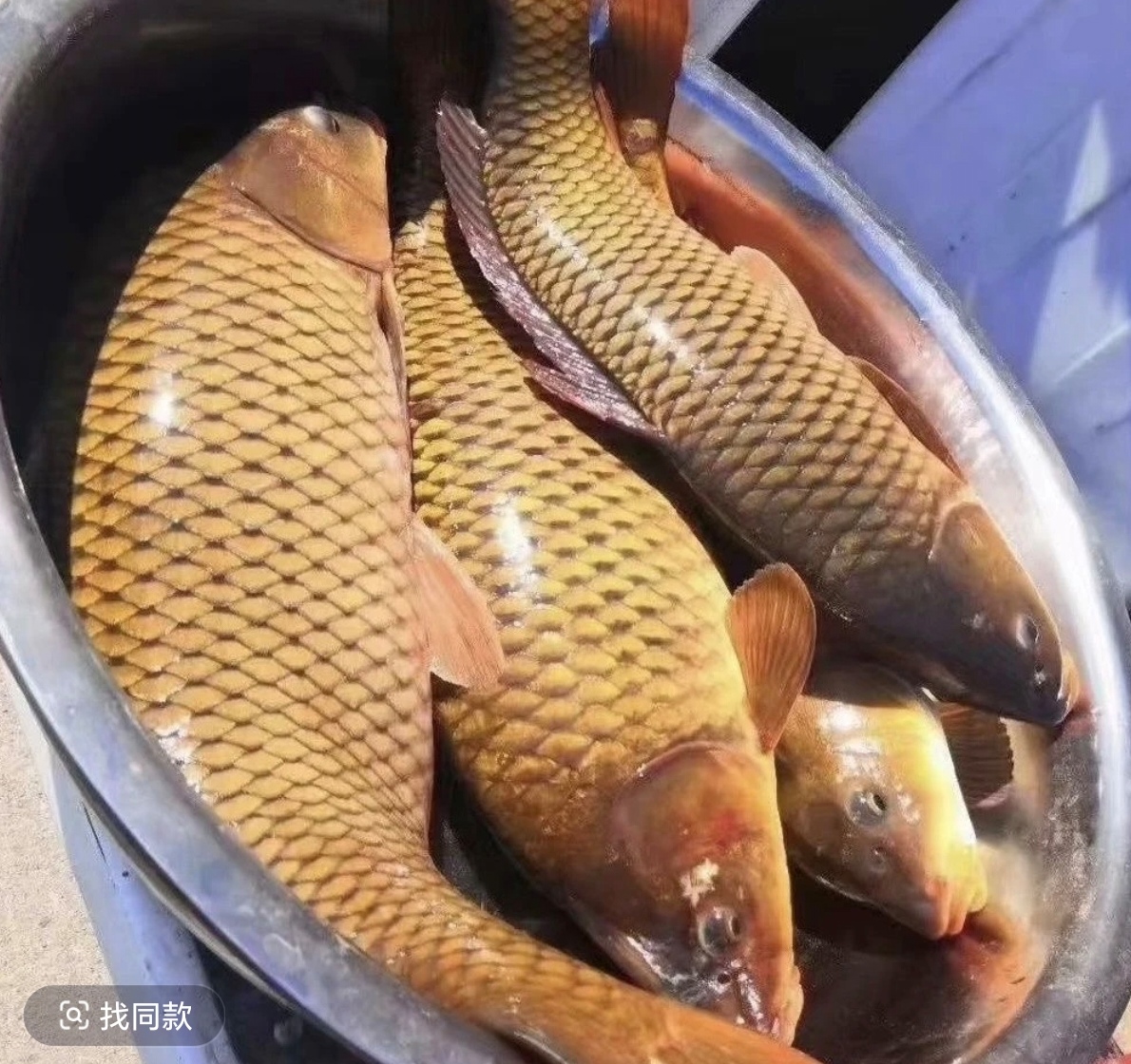 东北冷水鲤鱼～～～