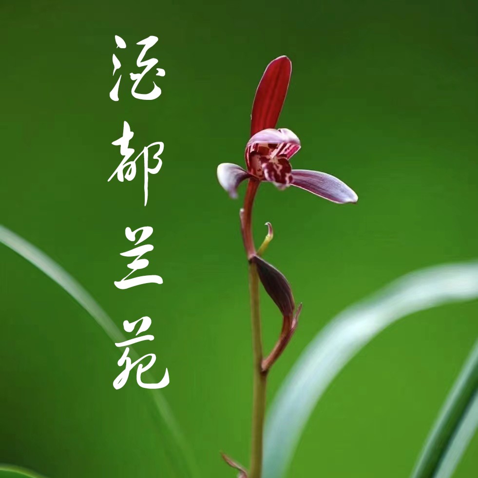  小黄车 一花一拍