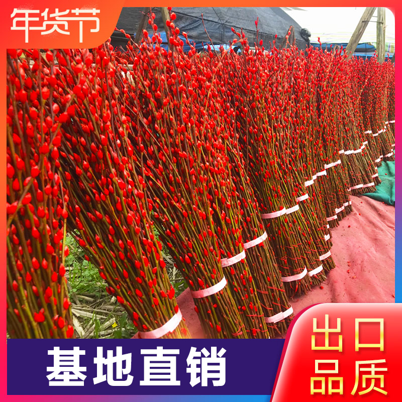 年宵花卉银柳真花鲜枝水培植物干花红色银柳客厅室内喜庆耐寒水培