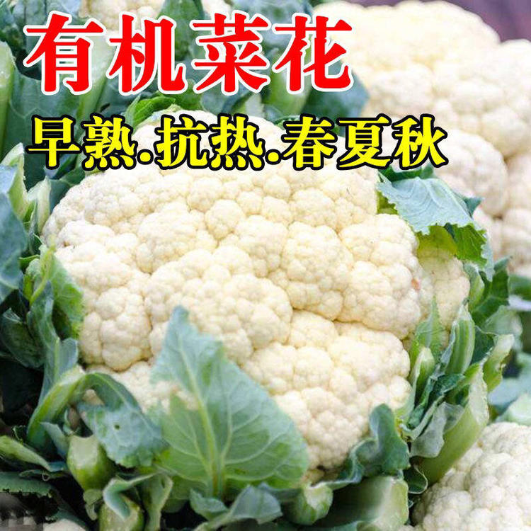 （全店满5元包邮）白雪花菜种籽花椰菜种孑西蓝花籽种子蔬菜种子
