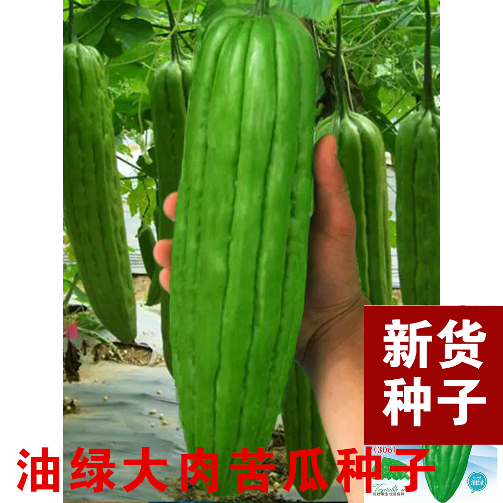 （全店满5元包邮）苦瓜种子四季苦瓜籽蔬菜种子种子蔬菜种子