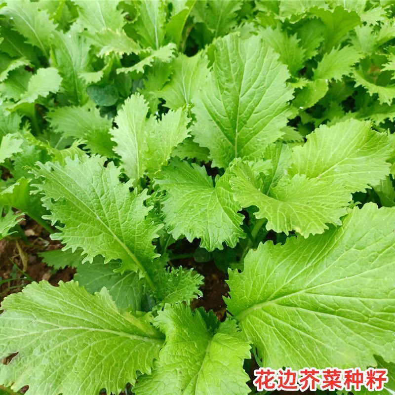 （全店满5元包邮）花边甜芥菜四季易种甜芥菜蔬菜种子种子蔬菜种子