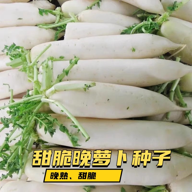 （全店满5元包邮）白玉萝卜晚熟季节大白萝卜耐高温种子蔬菜种子