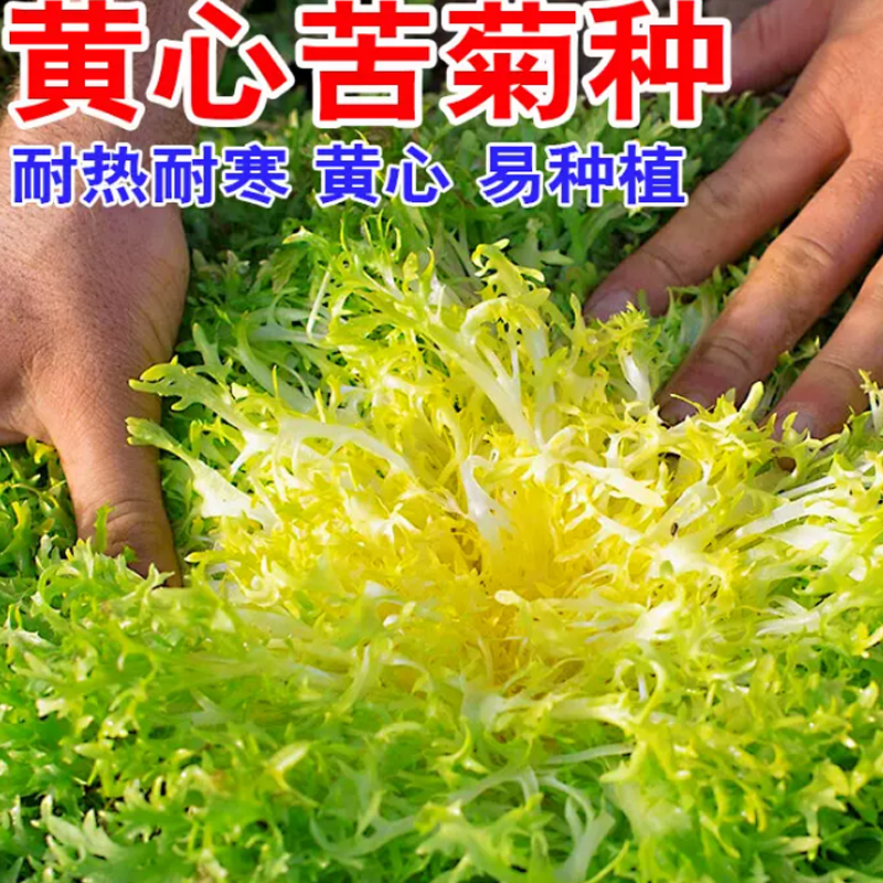 （全店满5元包邮）苦菊种子农家苦菊菜籽种蔬菜种孑