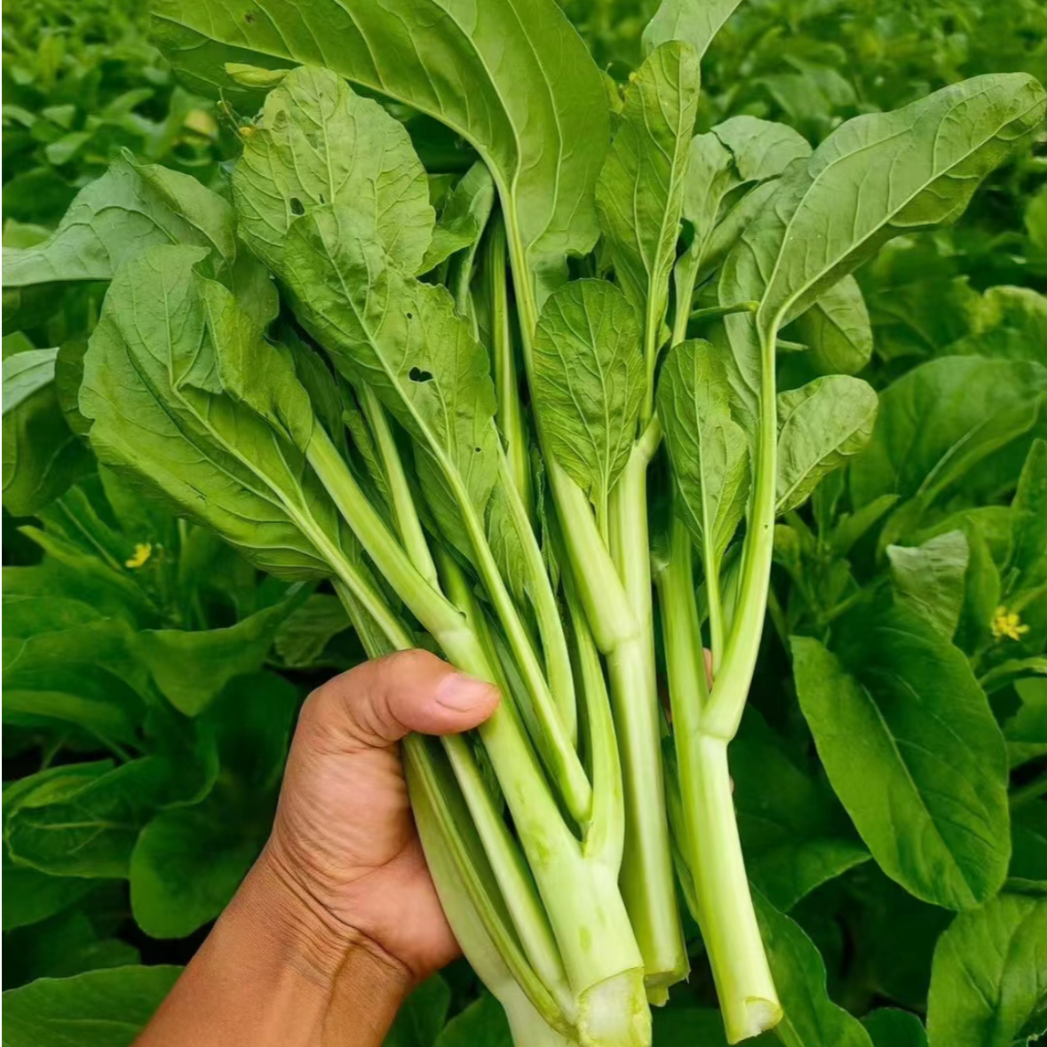 （全店满5元包邮）连州菜心蔬菜种籽多子多福甜菜心种子