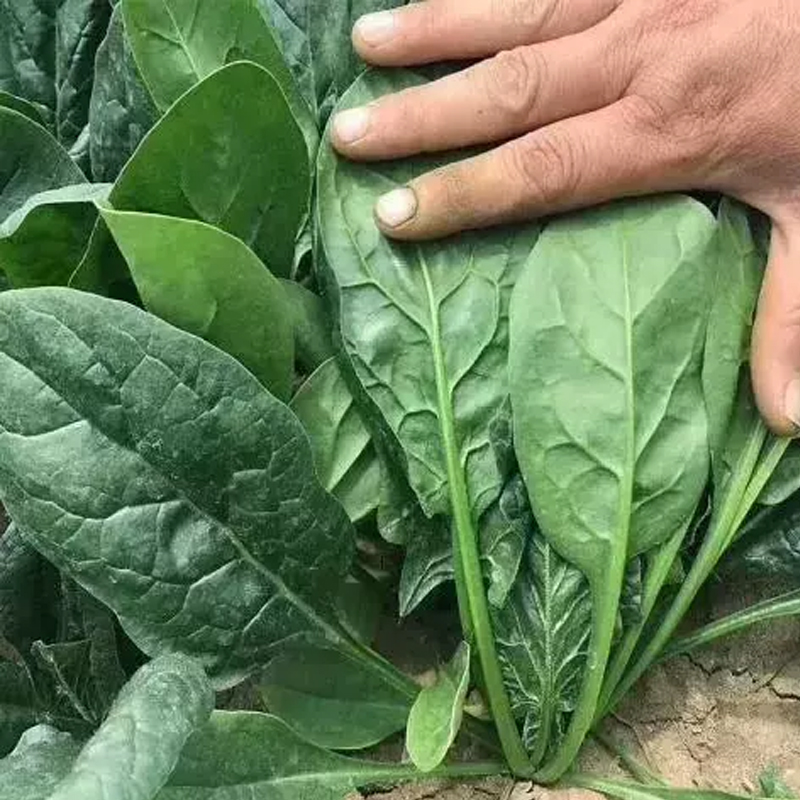 （全店满5元包邮）大叶菠菜种子四季蔬菜秋冬籽种阳台种子蔬菜种子