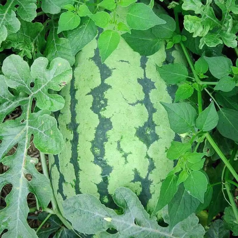 （全店满5元包邮）特大西农八号西瓜种子田园水果种孑蔬菜瓜果家庭