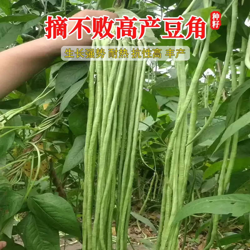 （全店满5元包邮）高产四号长豆角种子庭院田园爬藤蔬菜种子