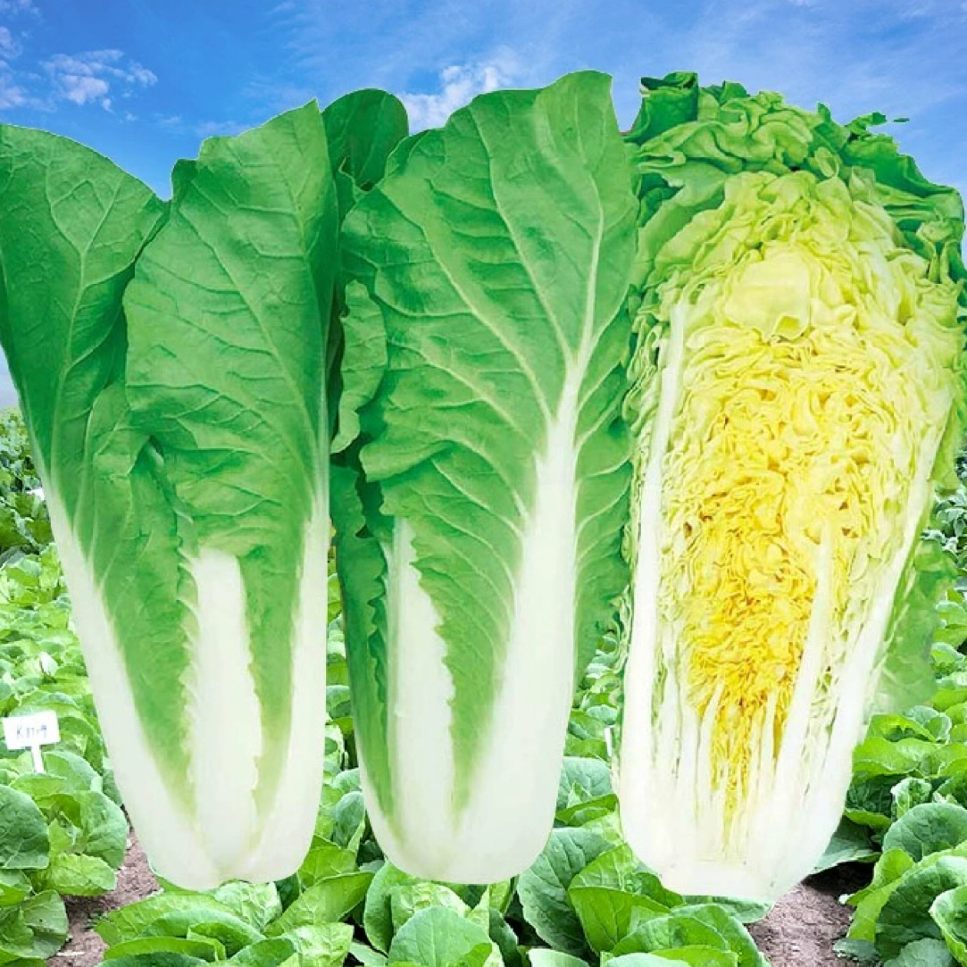 （全店满5元包邮）四季快菜种子黄心小白菜蔬菜快菜种子蔬菜种子