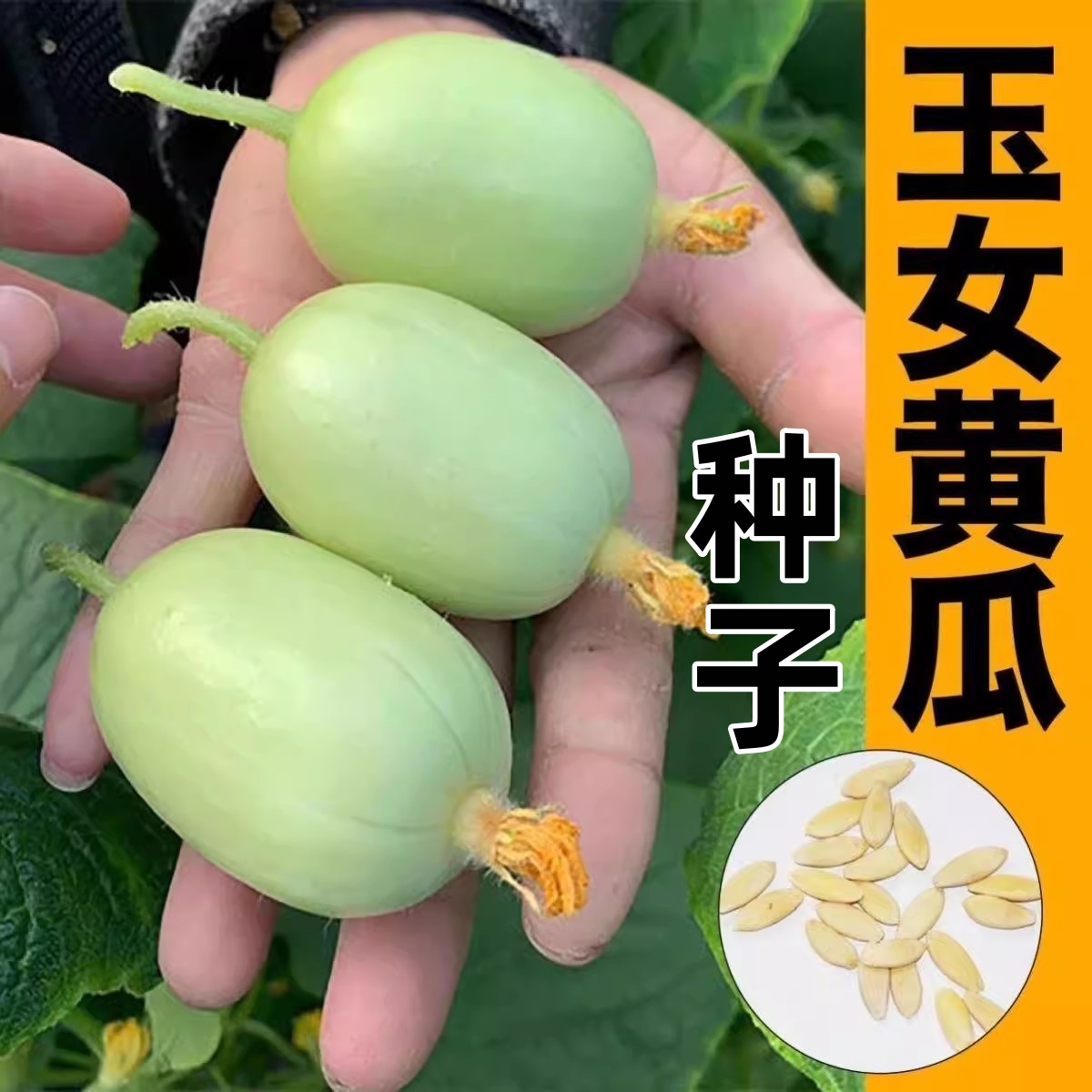 （全店满5元包邮）玉女水果黄瓜种子脆甜拇指小黄瓜种籽易种蔬菜