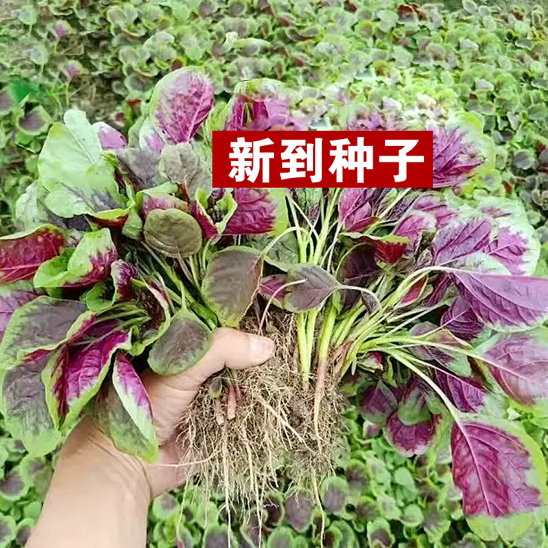 （全店满5元包邮）红苋菜种子苋菜籽苋菜种籽蔬菜种子种子蔬菜种子