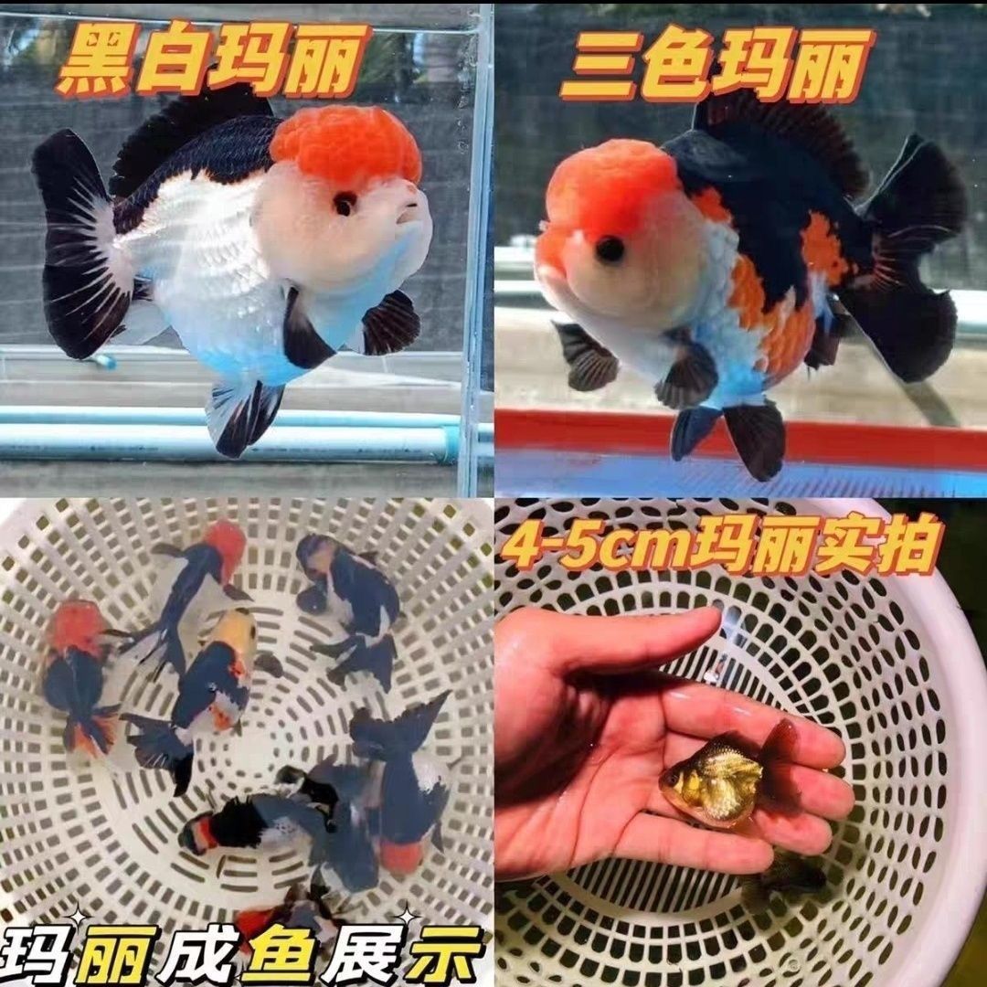 超萌好物盛衡兰寿金鱼冷水观赏鱼直播间选鱼