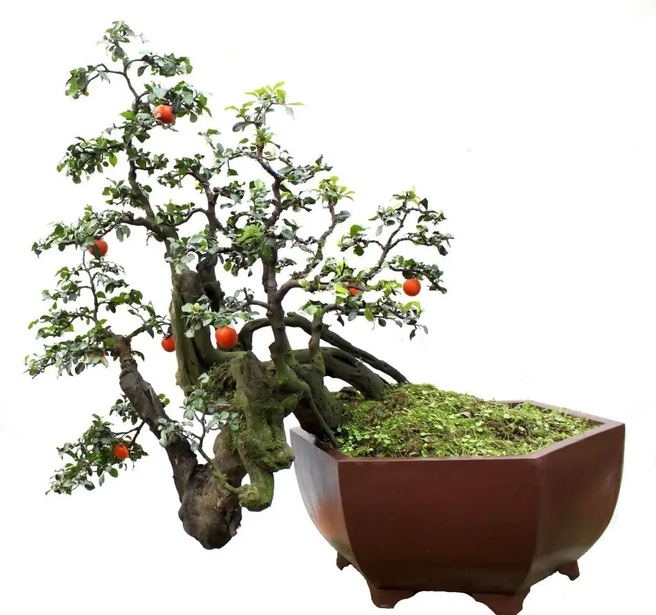 金弹子一物一拍，以上图片仅供参考舍利子金弹子树观花观果盆景