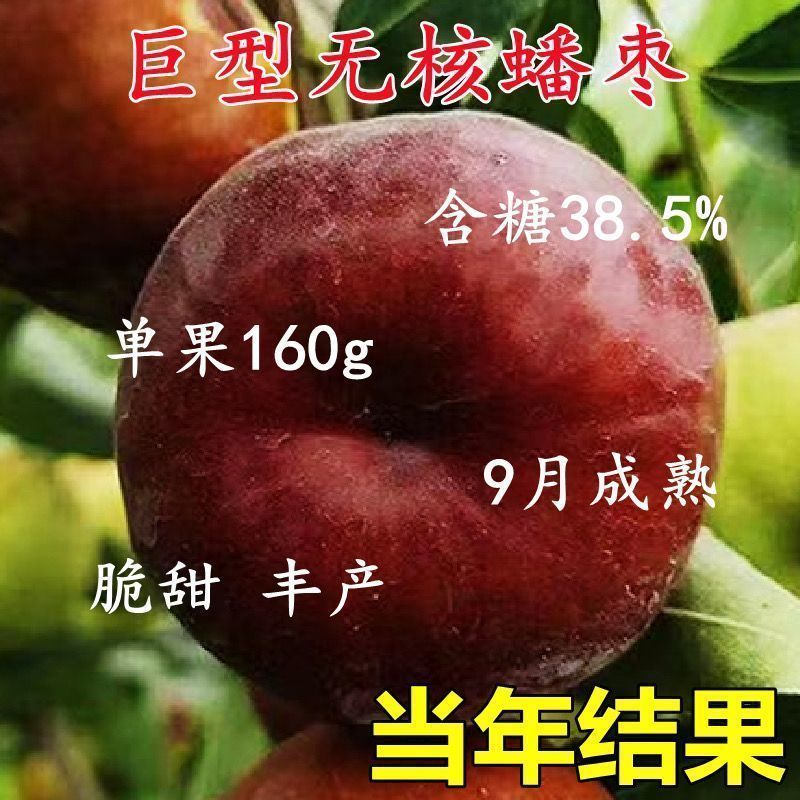 蟠枣树苗特大超甜无核南方北方种植盆栽地栽阳台庭院当年结果