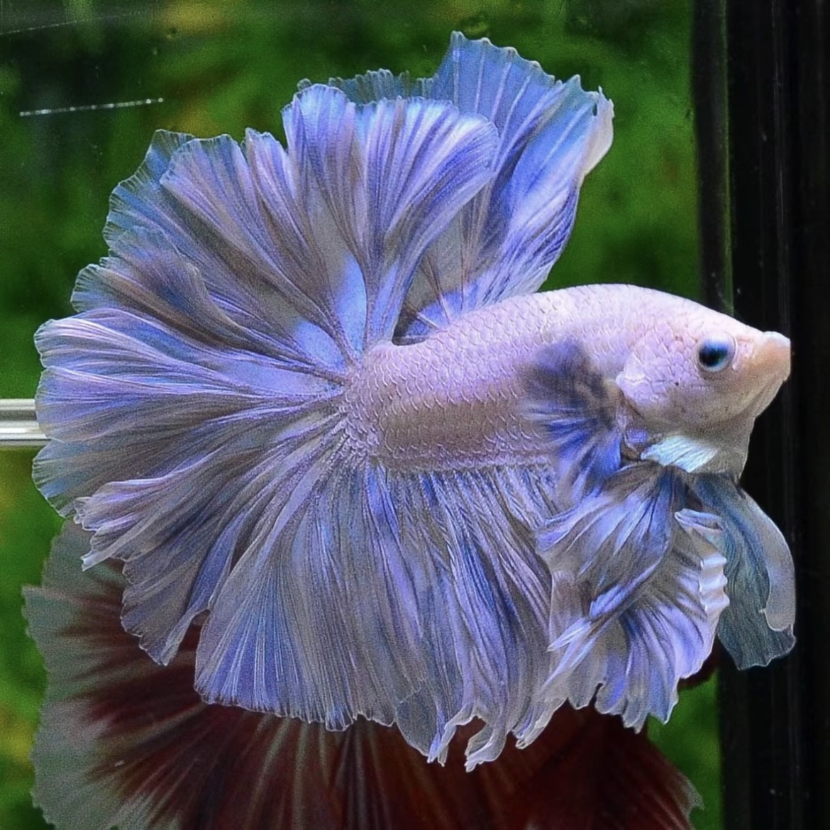 E9（193-216）泰国斗鱼活体精品观赏鱼活体（直播间选鱼）