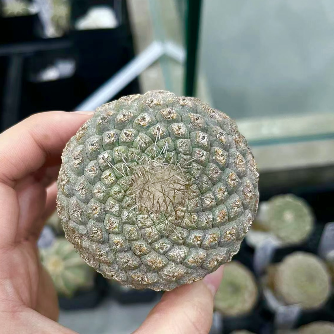 球球，一物一拍哦