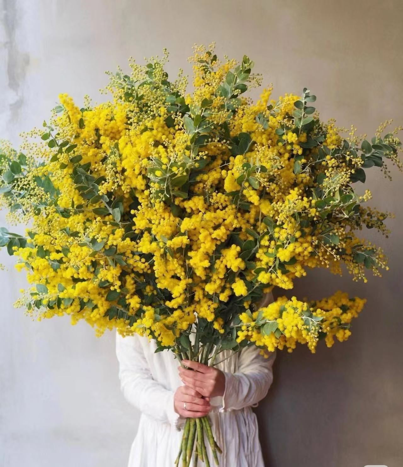 羽叶银叶金合欢鲜花云南家用绿植插花黄色合欢花鲜切花枝条圣诞花