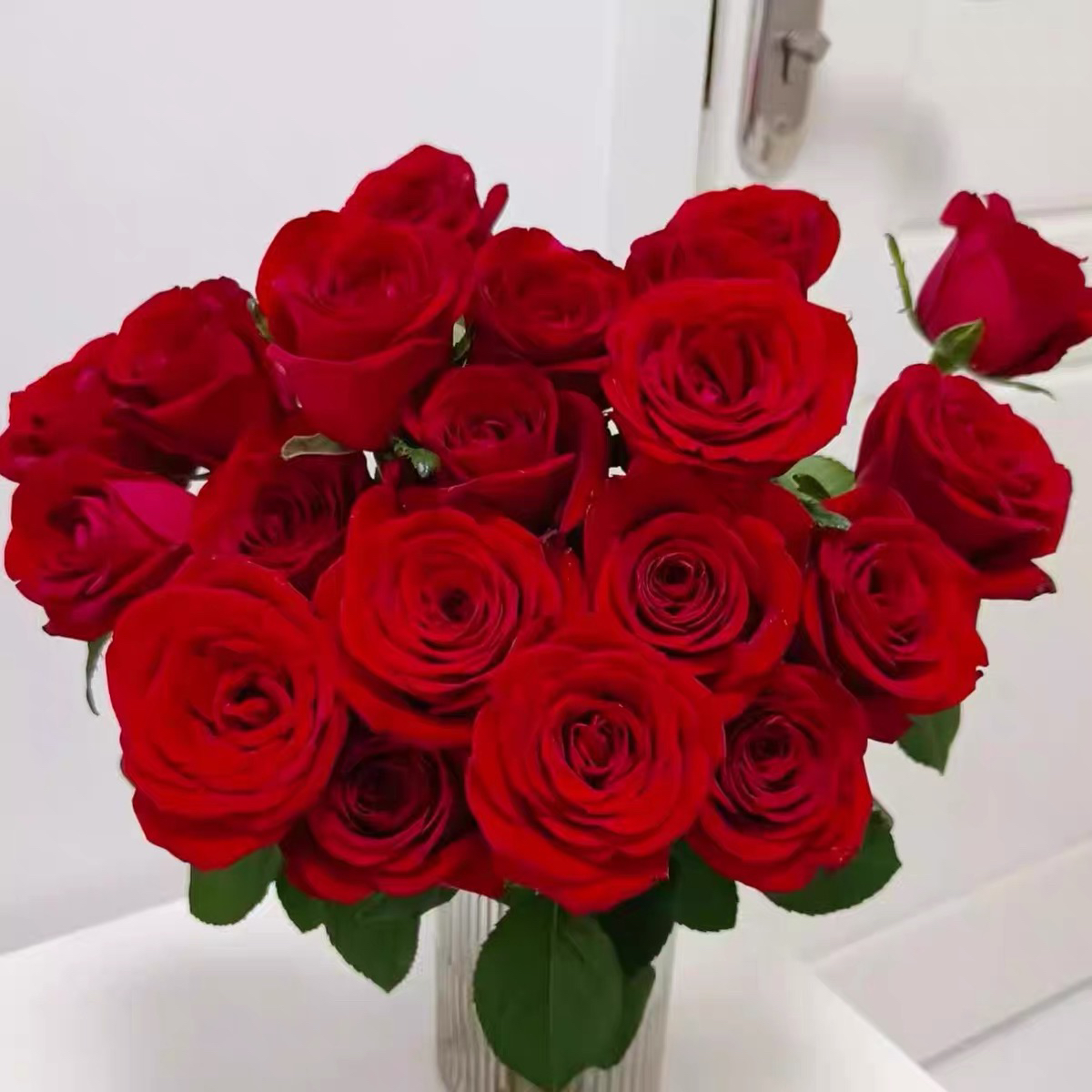 自由女神 巨型花卉超新品 大红色切花月季