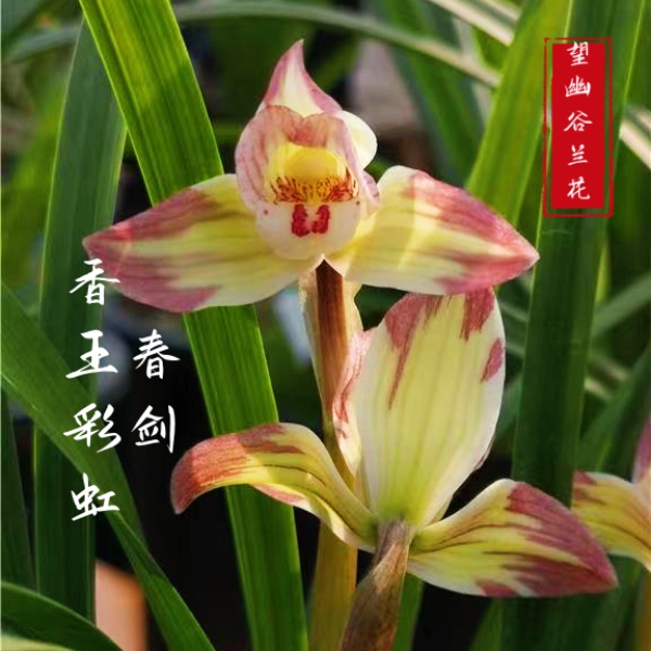 浓香春剑香王彩虹红复色飘门荷仙国兰勤花芽净化空气趣味兰花大盆