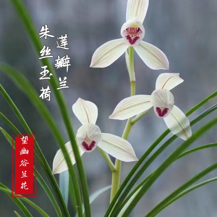经典名品国兰莲瓣兰朱丝玉荷白花荷瓣花趣味绿植室内兰花大盆花卉