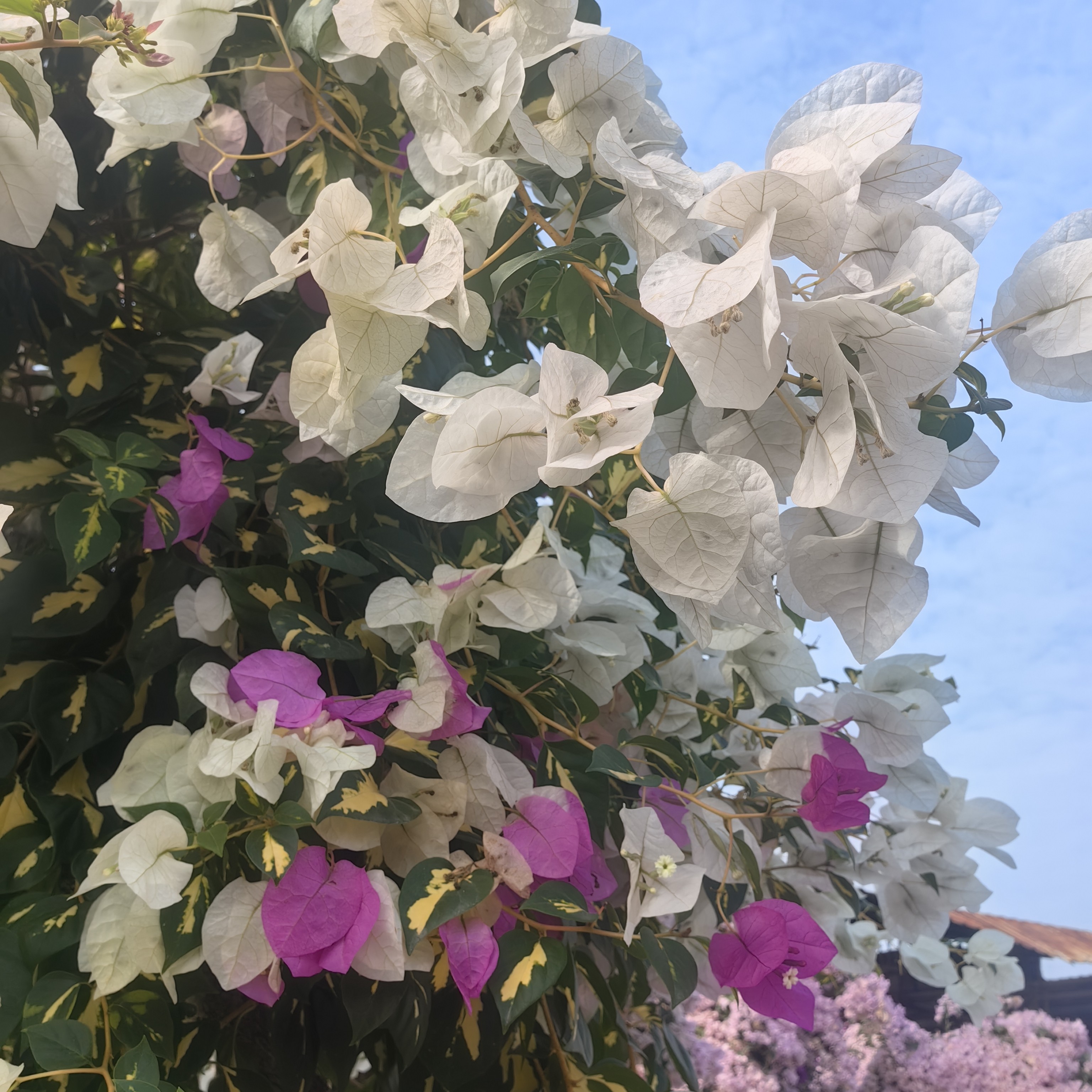 (一物一拍)精品三角梅盆景庭院玄关室内外喜阳耐旱好养