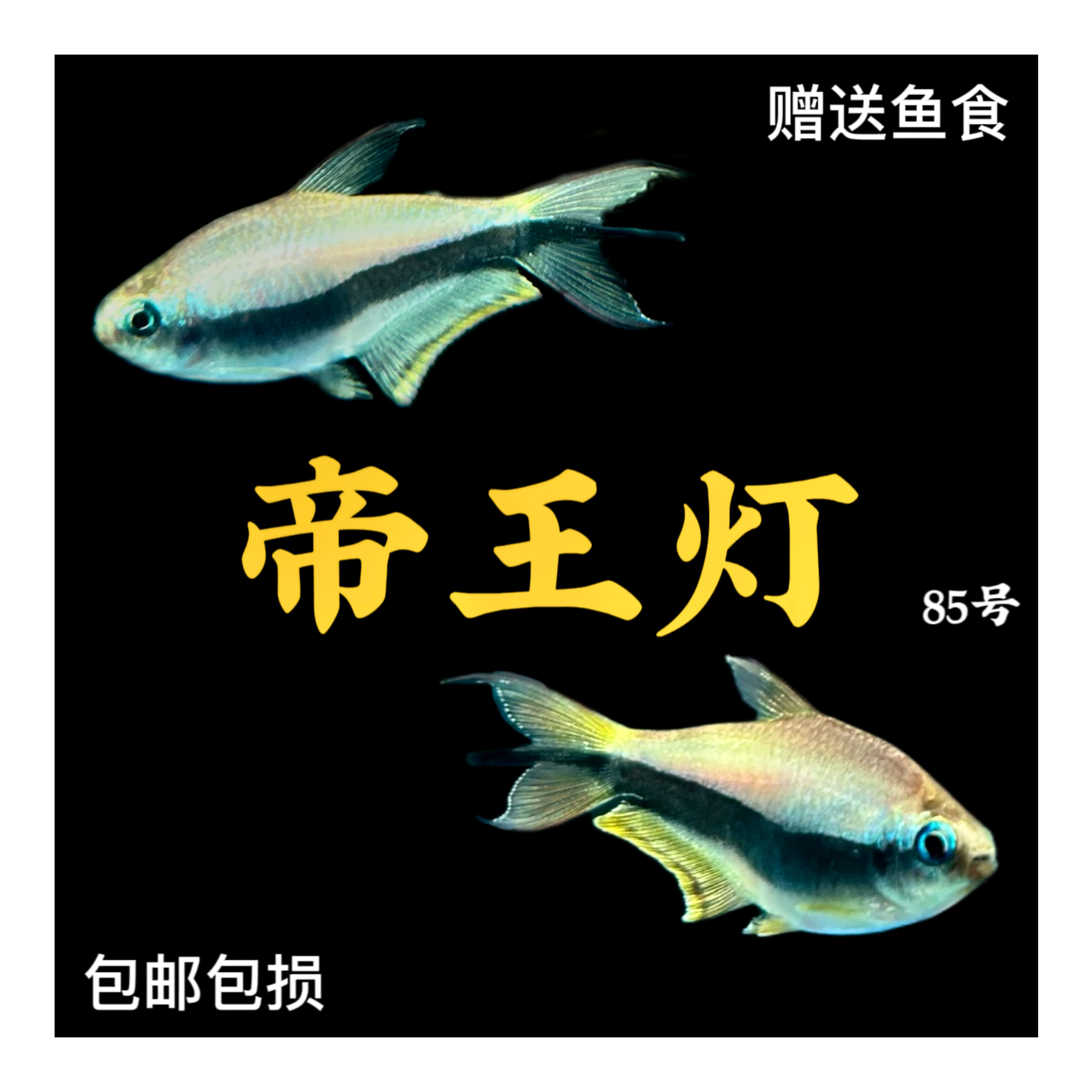 热带观赏鱼帝王灯鱼小型淡水水族箱灯科鱼三叉尾灯鱼水草缸群游鱼