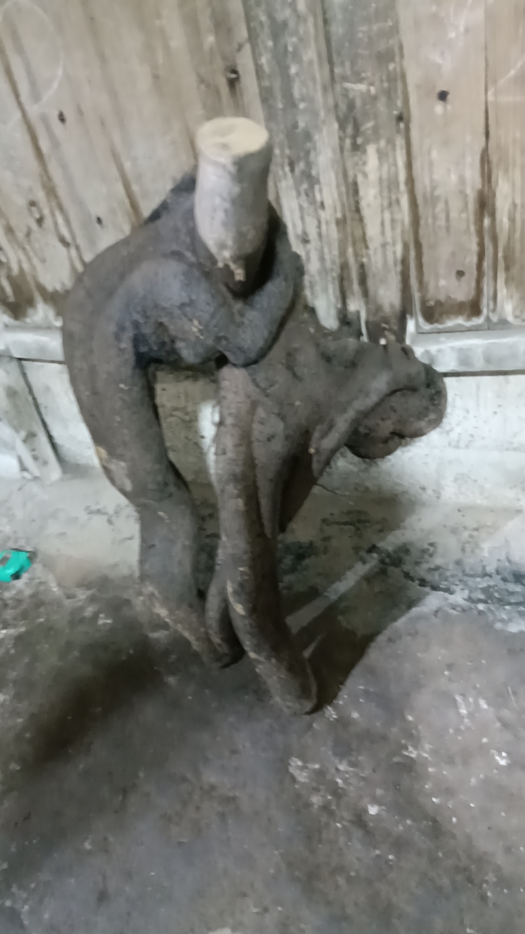 金弹子盆景生桩熟桩艺术品素材