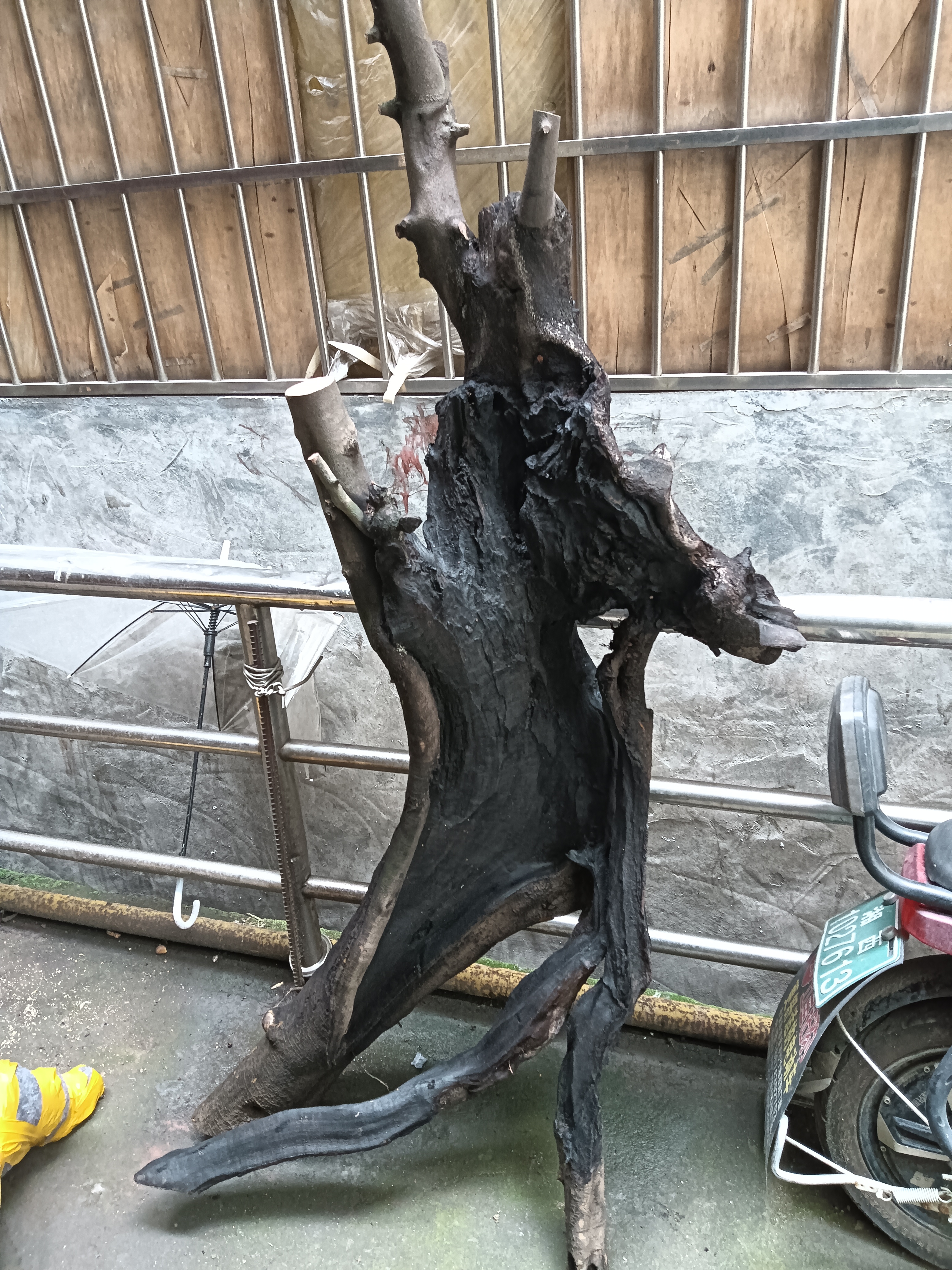 金弹子盆景素材四季常青不落