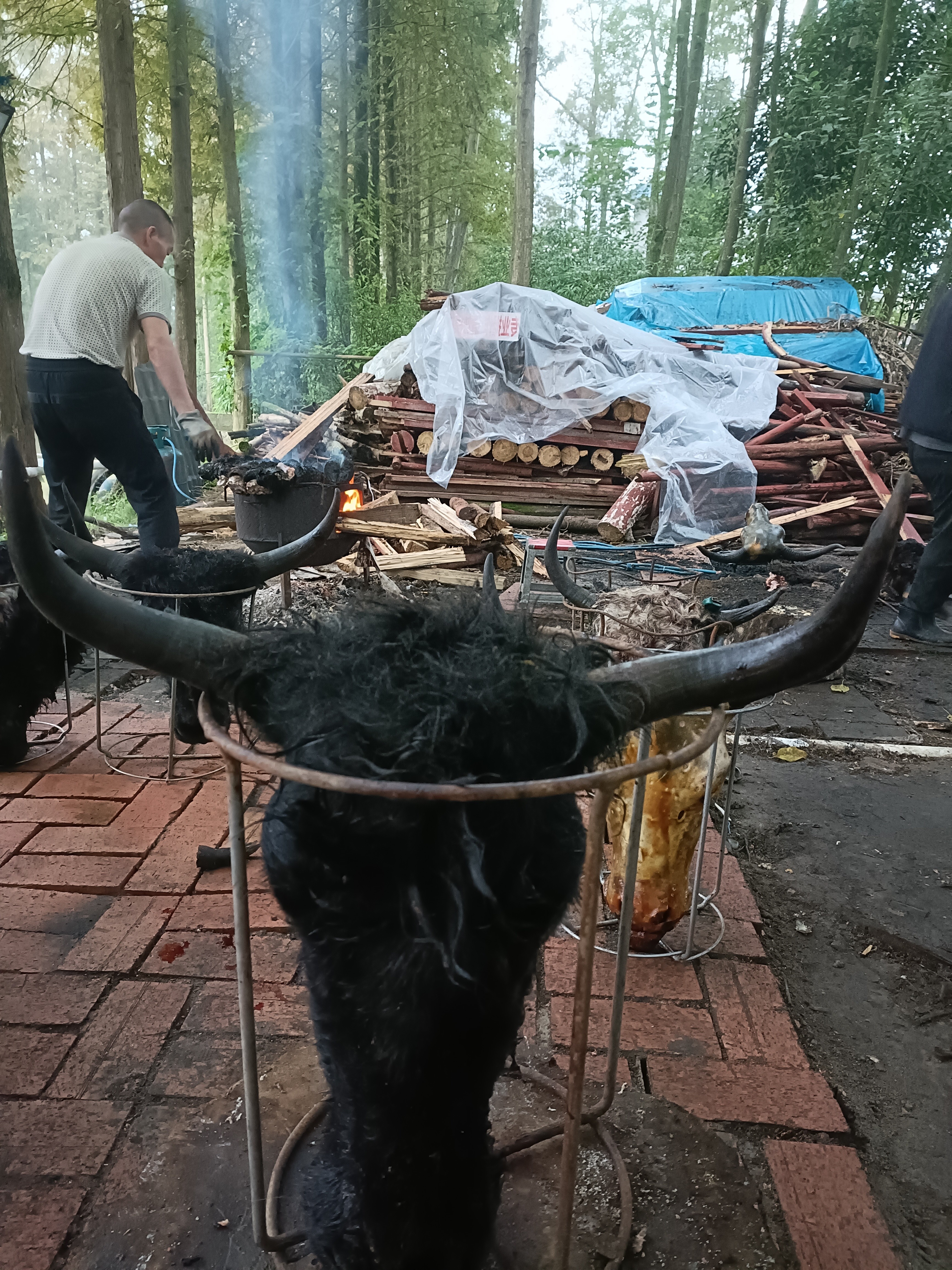 高原雪山牦牛 带毛牛头包邮