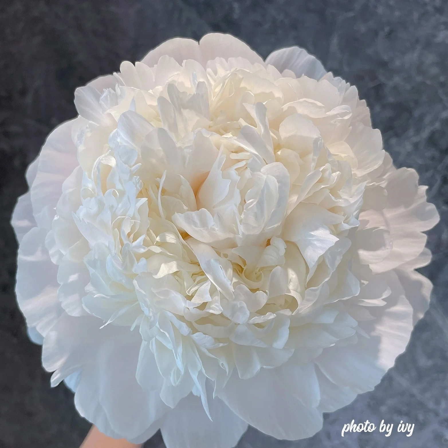 巴林顿月亮进口芍药花苗；秋天发货