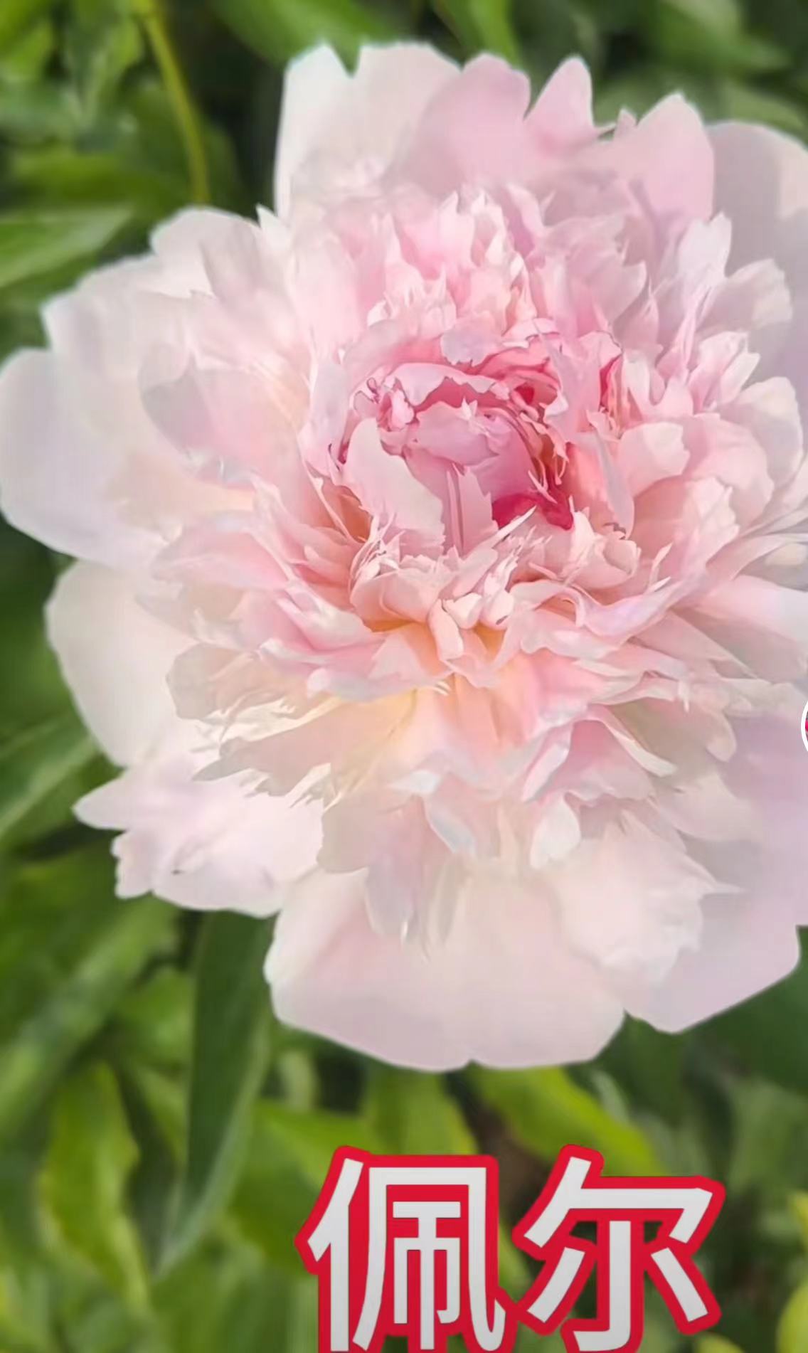 佩尔芍药花苗，秋天发货