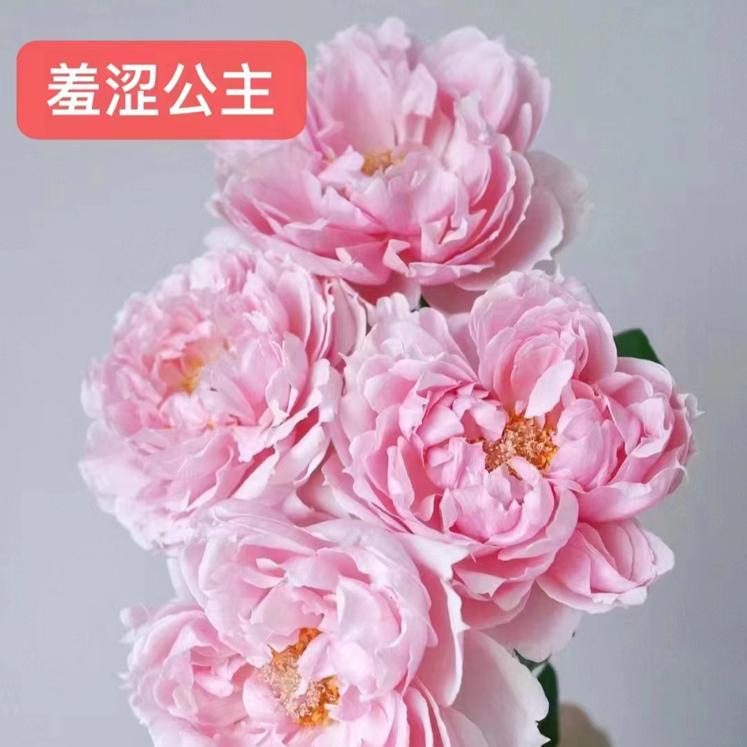 羞涩公主芍药花苗，秋天发货