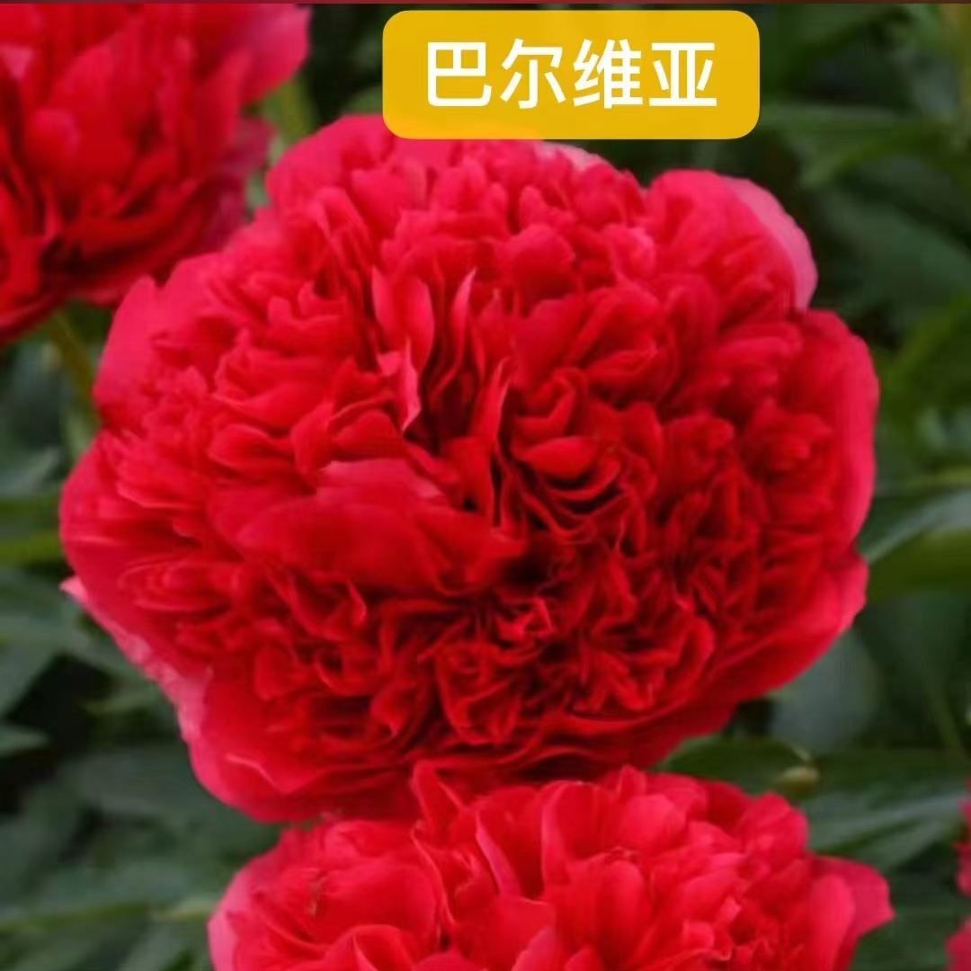 巴尔维娅芍药花苗；秋天发货