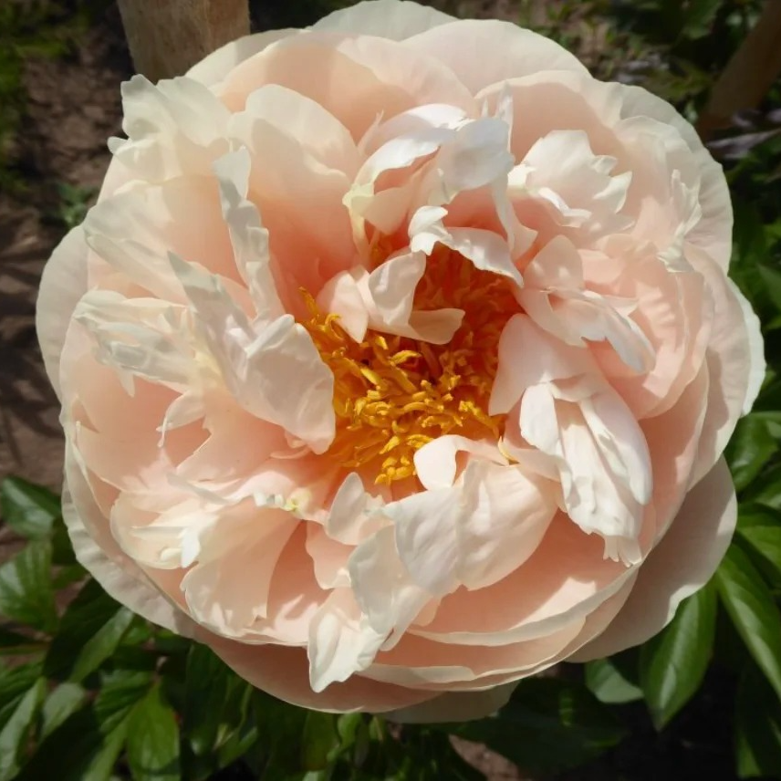 典雅香槟芍药花苗；秋天发货