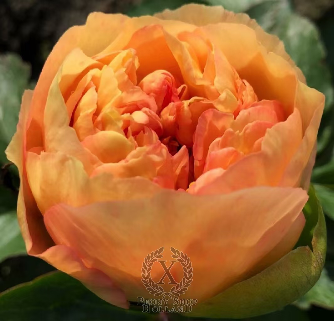 高端芍药【罗马金币】芍药花苗；秋天发货