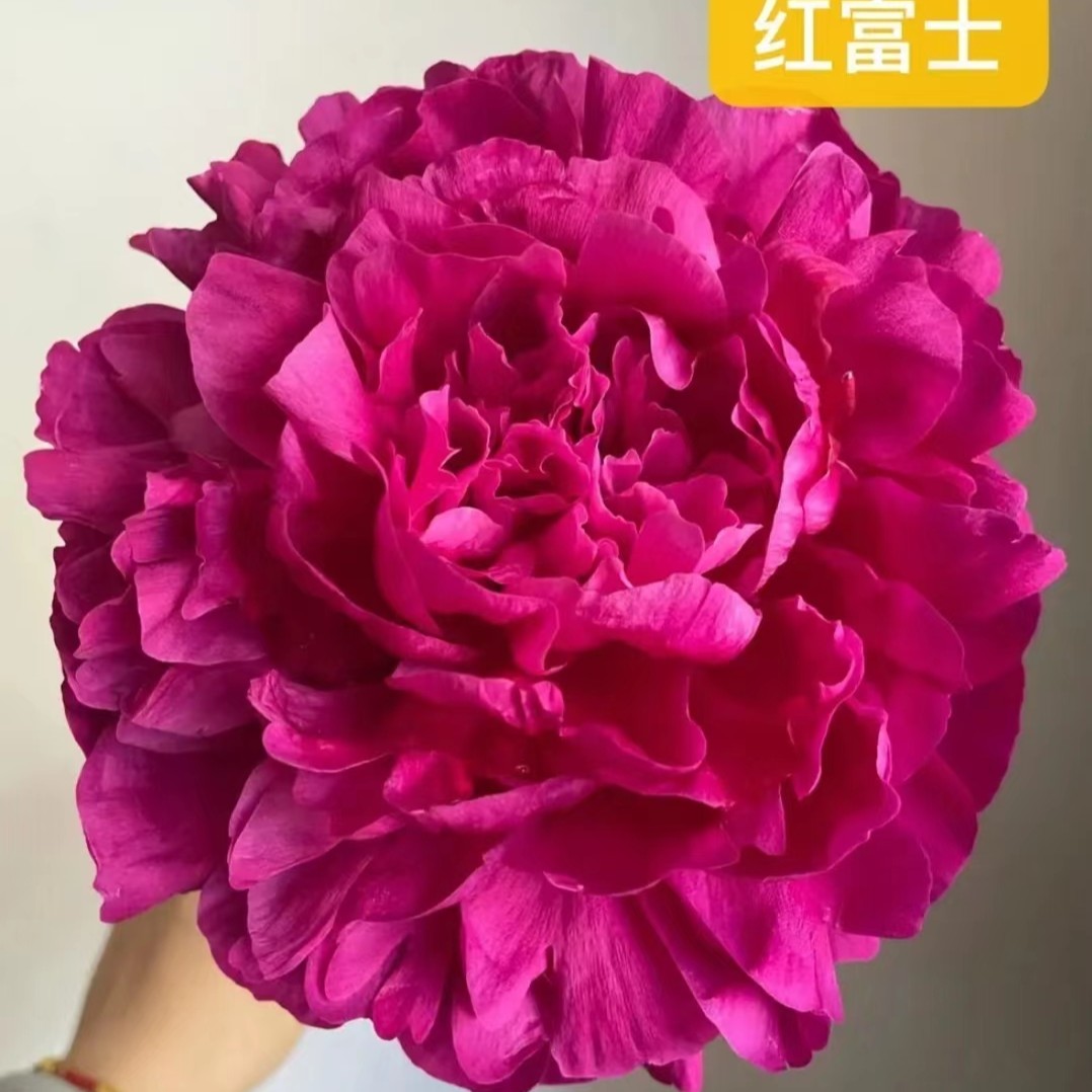 进口芍药花苗，红富士2026年秋季发苗-先发肥料