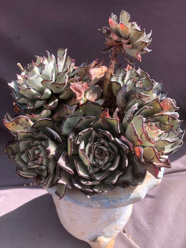 剑斯诺娃无砍老桩群