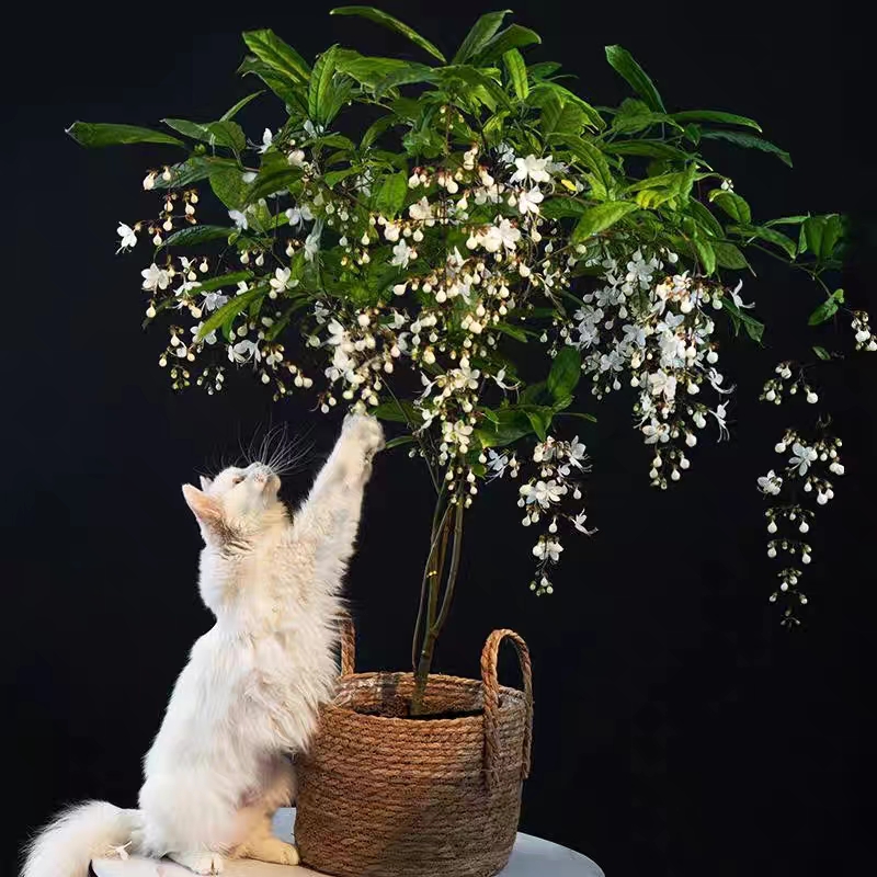 泰国垂丝茉莉室内春节网红爆花好养盆景