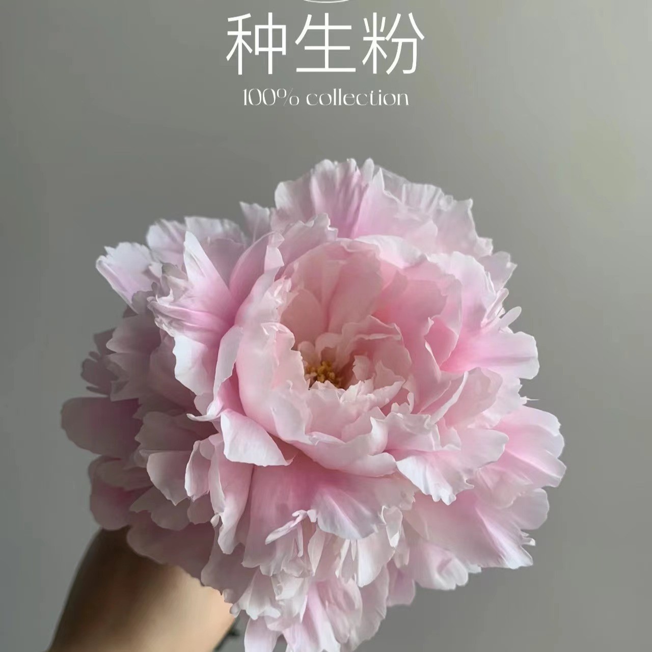 观赏芍药【种生粉】粉色重瓣大花观赏洛阳基地直发