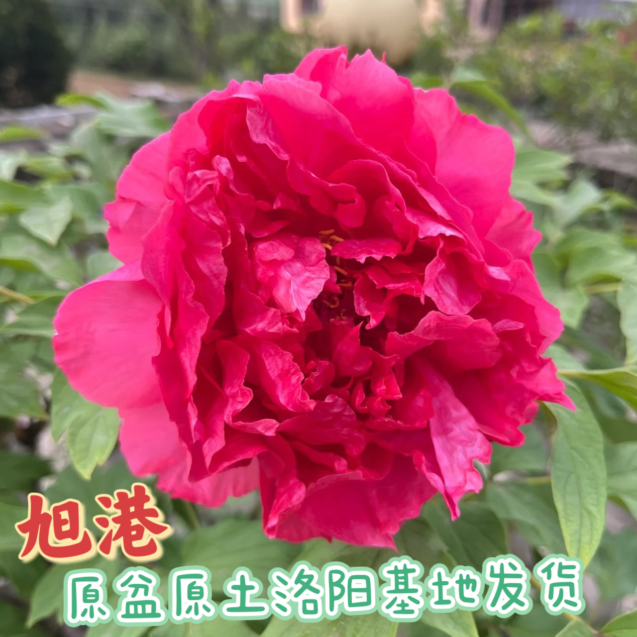 洛阳牡丹【旭港】红色系牡丹基地直发