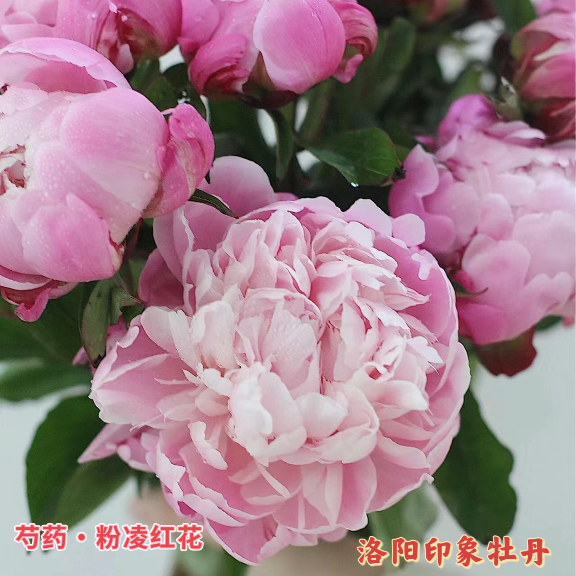 芍药【粉凌红花】粉色系重瓣大花洛阳基地直发