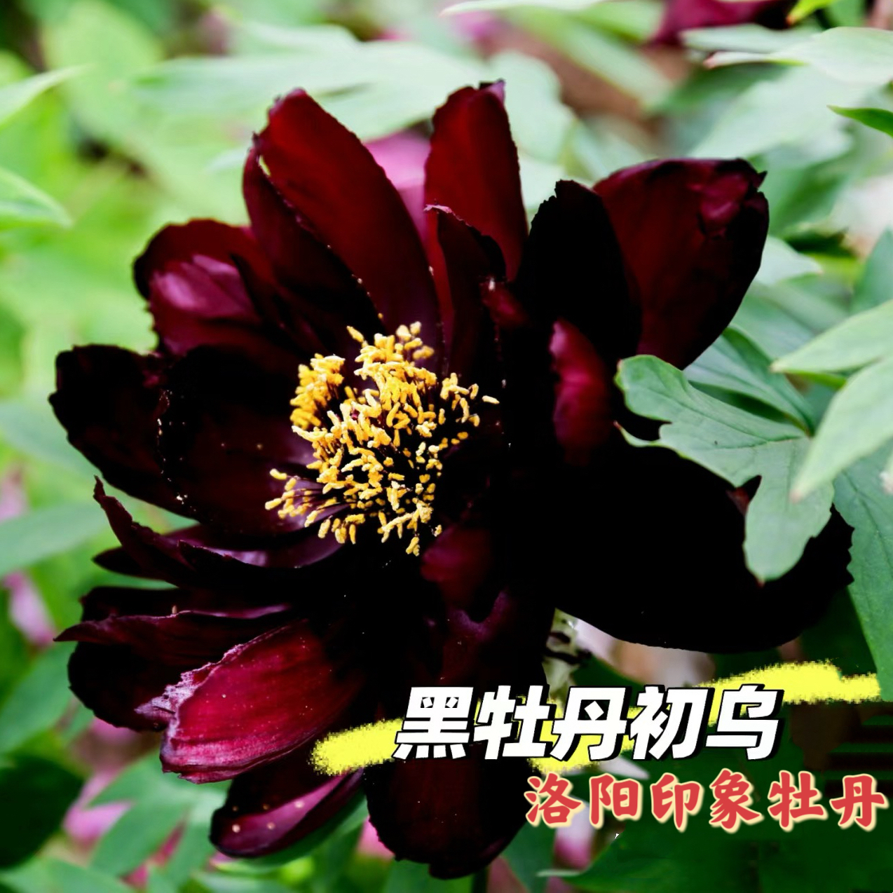 洛阳牡丹【初乌】黑红色系牡丹基地直发