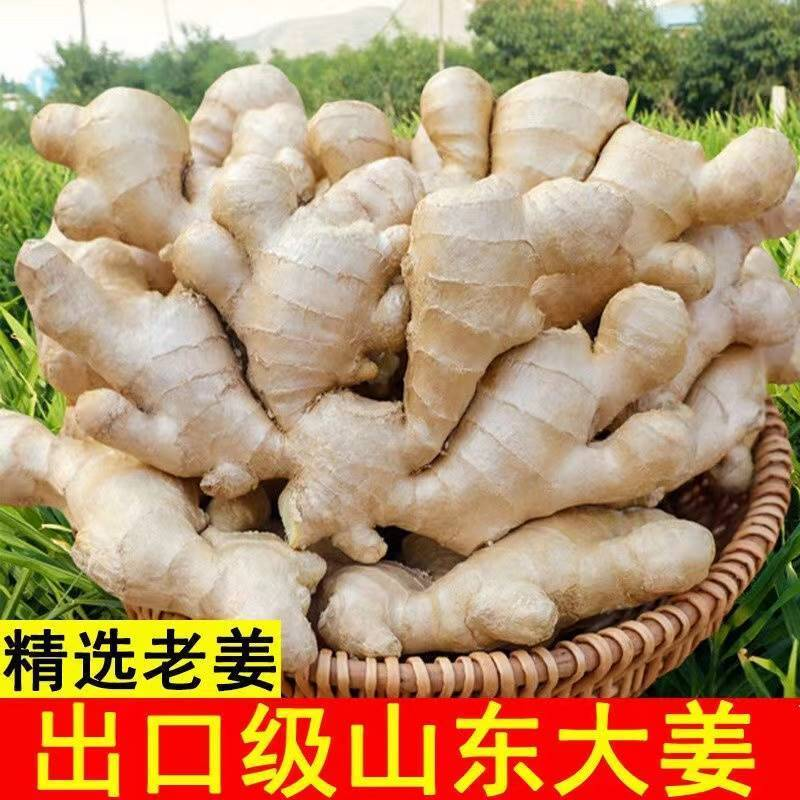 【现挖现发】山东出口级大姜块老姜开胃生姜批发黄姜大黄姜山东大