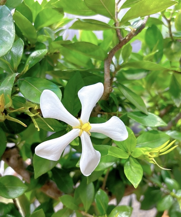 海岛栀子花，海岛春花含盆一套所见即所得打木架包邮到家
