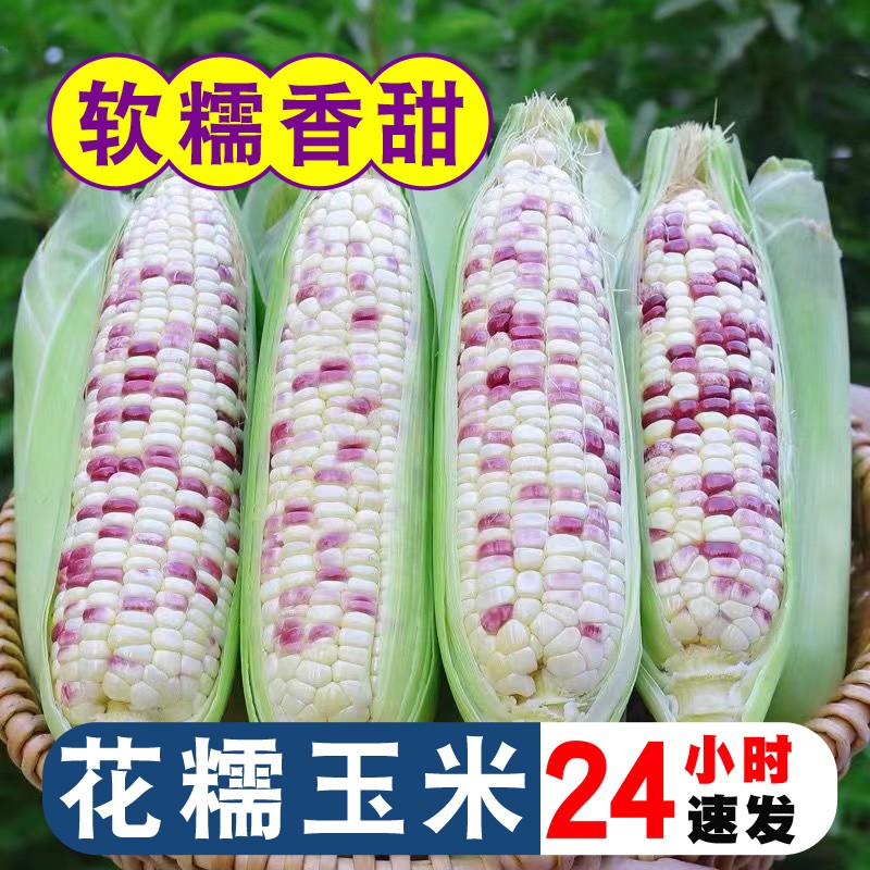 新鲜花糯玉米3/5/9斤当季整箱甜玉米棒子苞谷水果玉米蔬菜现摘