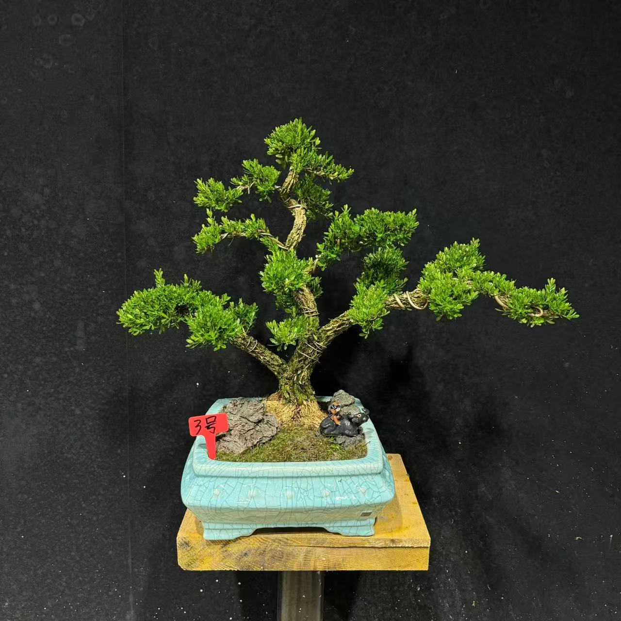 [3号]游龙主干立体大树造型黄杨树盆景室内外可摆放植物四季常青