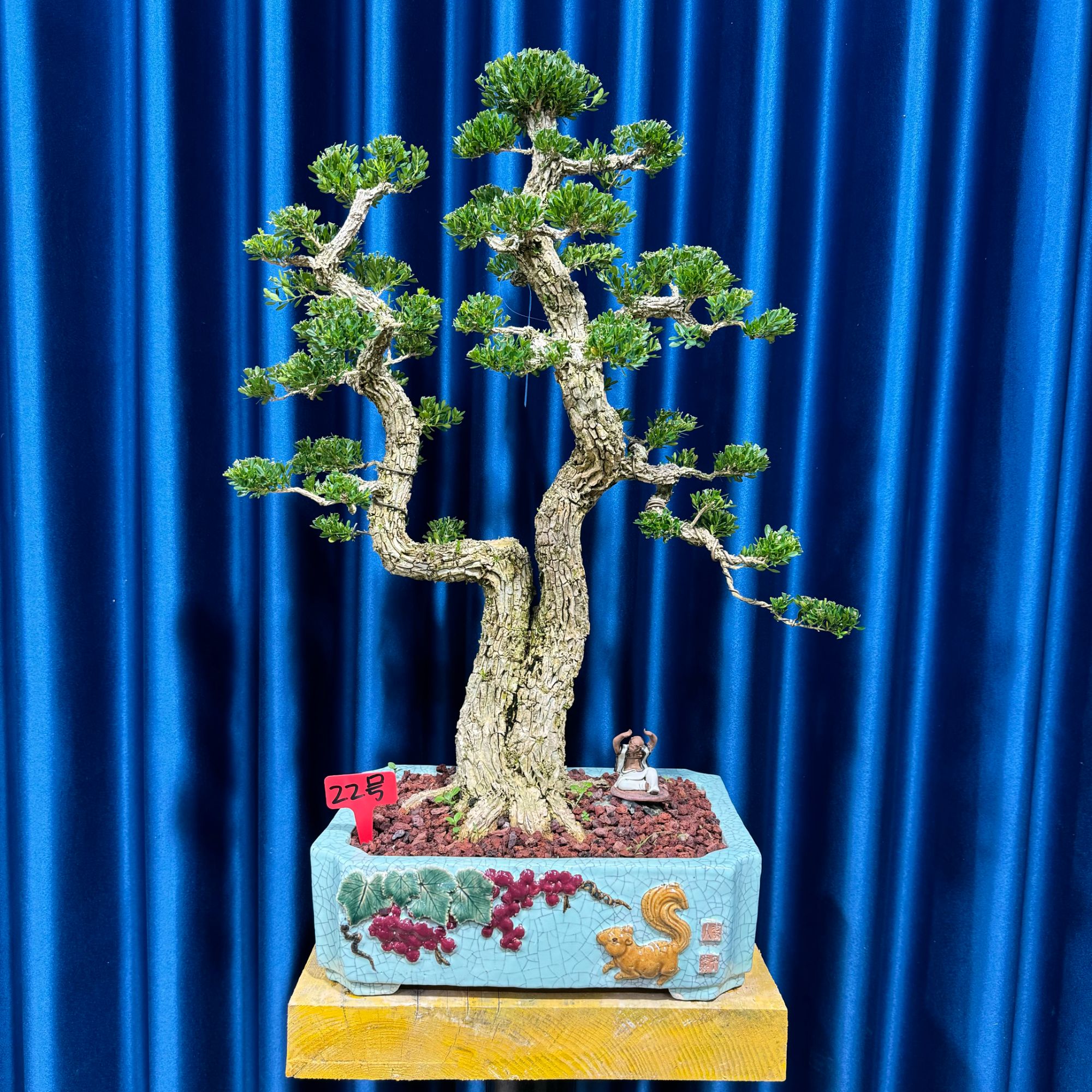 [22号]子母文人式造型树黄杨盆景夫妻桩庭院别墅植物盆栽好养易活