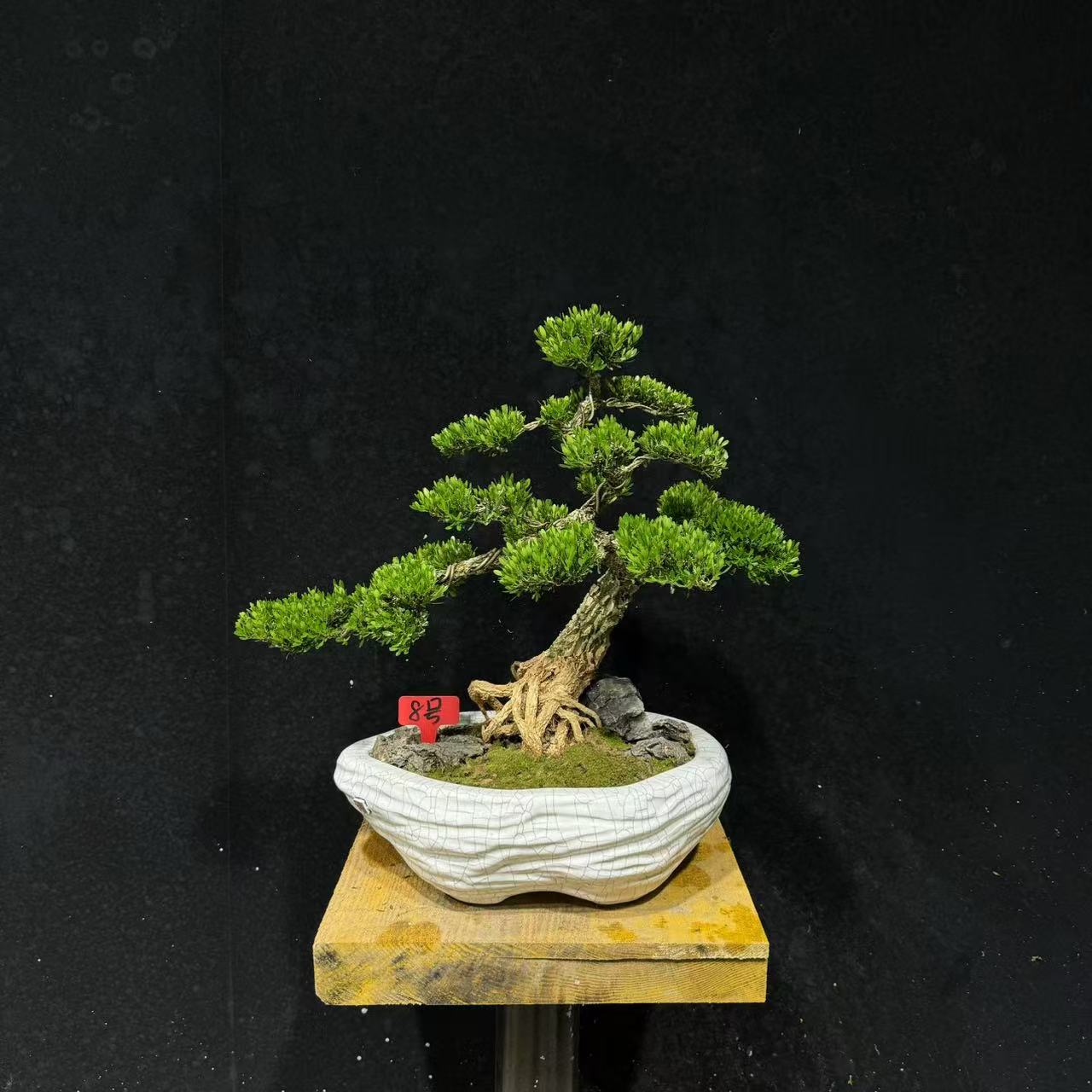 [8号]游龙矮霸回头式造型黄杨树盆景小叶植物好养易活四季常青